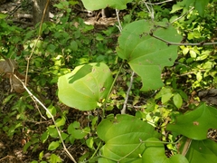 Smilax rotundifolia