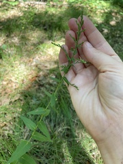 Symphyotrichum undulatum