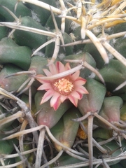 Mammillaria magnimamma