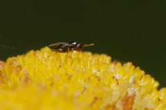 Eulophidae