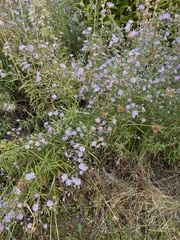 Symphyotrichum subspicatum