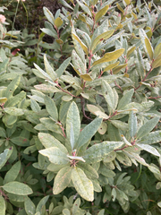 Rhododendron canadense