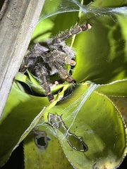 Avicularia juruensis