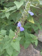 Salvia amarissima