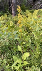 Solidago macrophylla