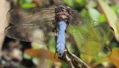 Orthetrum