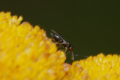 Eulophidae