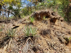 Yucca pallida