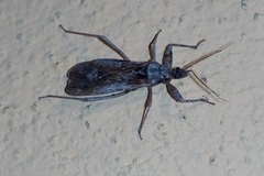 Oncocephalus
