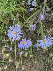 Symphyotrichum subspicatum