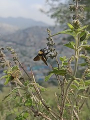 Bombus sonorus