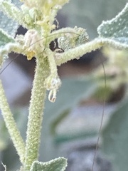 Chrozophora tinctoria