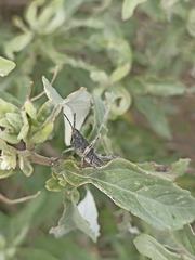Sphenarium purpurascens