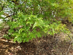 Ungnadia speciosa
