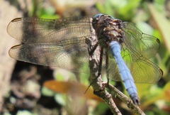 Orthetrum