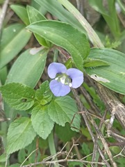 Commelina diffusa