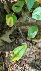 Maianthemum canadense