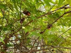 Ungnadia speciosa