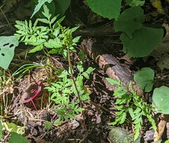 Sceptridium dissectum