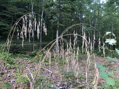 Poaceae