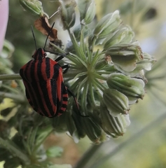 Graphosoma italicum