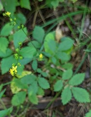 Agrimonia gryposepala