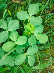 Trifolieae