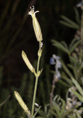 Silene bernardina