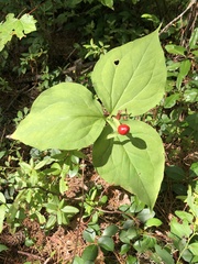 Trillium undulatum