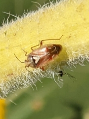 Lygus lineolaris