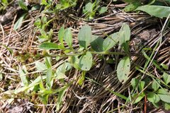 Veronica officinalis