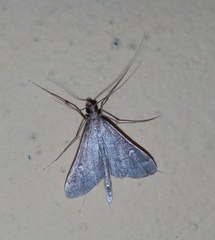 Dolicharthria punctalis