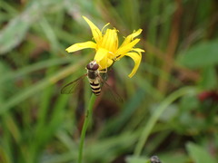 Syrphini