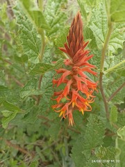 Dichromanthus cinnabarinus