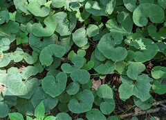 Asarum canadense
