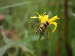 Syrphini