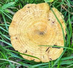 Lactarius psammicola