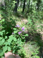 Lespedeza