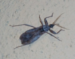 Oncocephalus