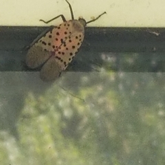 Lycorma delicatula