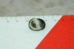 Nerita funiculata