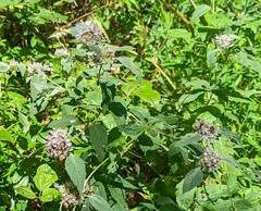Pycnanthemum incanum