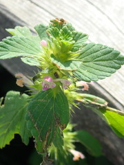 Galeopsis