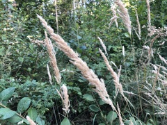 Calamagrostis