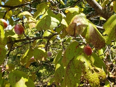Prunus mexicana