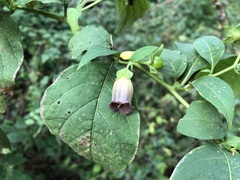 Atropa belladonna