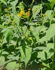 Verbesina occidentalis