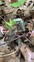 Chimaphila maculata