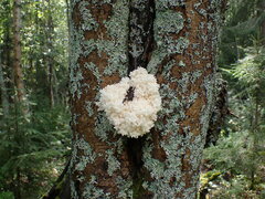 Hericium coralloides