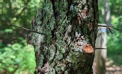 Gleditsia triacanthos